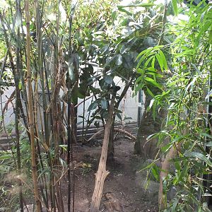 Goeldi's Monkey and Azara's Agouti Enclosure