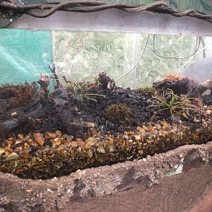 Carnivorous Plants Display