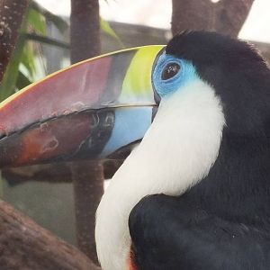 Red-billed Toucan