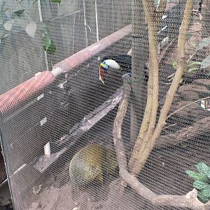 Toucan Watches Agouti