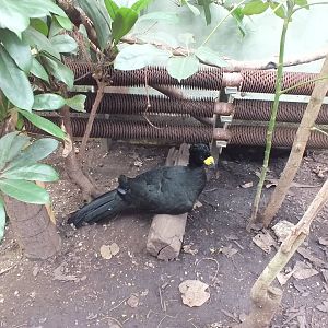 Yellow-knobbed Curassow