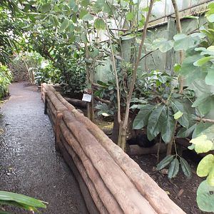 Enclosure for Yellow-footed Tortoises