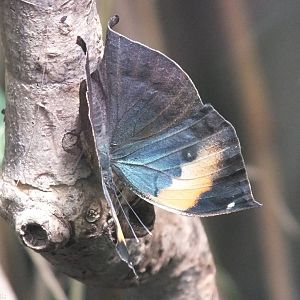 Orange Oakleaf Butterfly