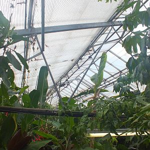 View Over the Main Rainforest Building