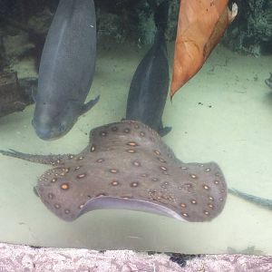 Ocellate River Stingray and Tambaqui