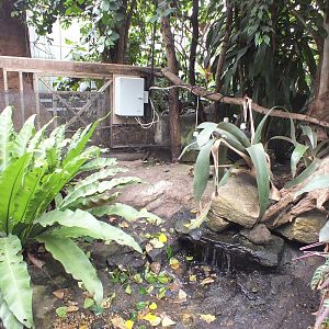 Enclosure for Home's Hingeback Tortoise