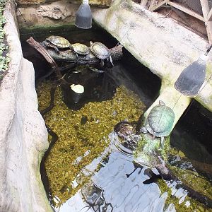 Turtle Enclosure