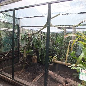 Six-banded Armadillo Enclosure