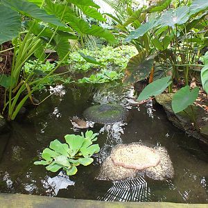 View of Part of the Central Pond