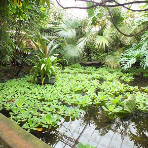 View of Part of the Central Pond