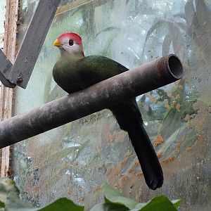 Red-crested Turaco
