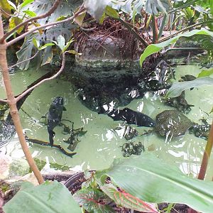 View of Large Fish 'Tank' from Above