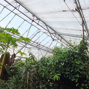 View Over the Main Rainforest Building
