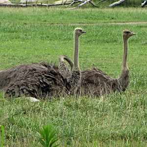 Somali Ostriches