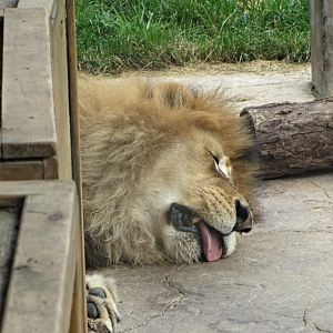 The Lion Sleeps Tonight