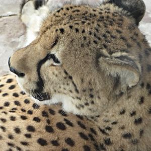 Southern Cheetah Profile
