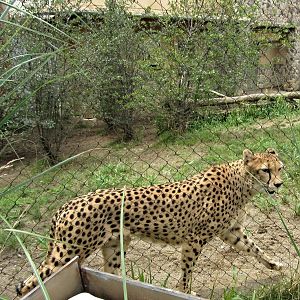 Southern Cheetah