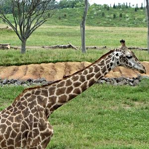 Masai Giraffe