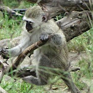 Year-Old Vervet Monkey