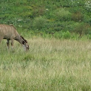 Greater Kudu