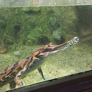 False Gharial
