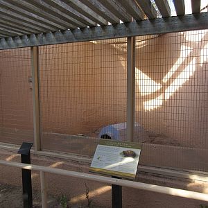 Ornate Box Turtle Exhibit