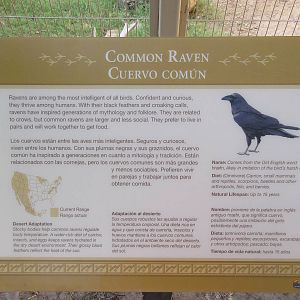 Common Raven - example of park sign