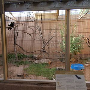 Common Raven Exhibit