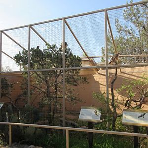 Swainson's Hawk/Red-Tailed Hawk/Turkey Vulture Exhibit