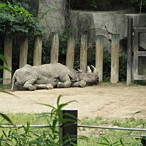 "Kulinda" the Eastern Black Rhinoceros