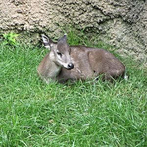 Western Tufted Deer