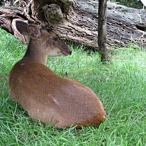 Reeve's Muntjac