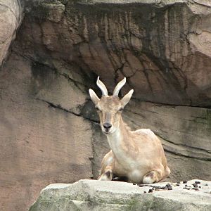 Turkmenian Markhor