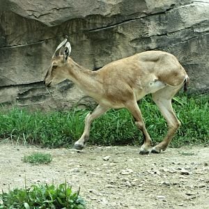 Three-legged Turkmenian Markhor
