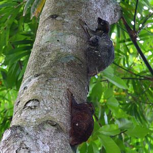 Malayan Colugos