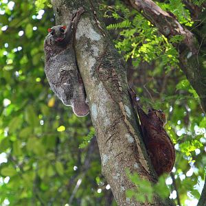 Malayan Colugos