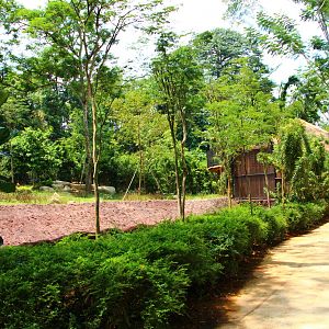 Wild Africa - African Wild Dog exhibit (Under construction)