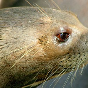 Giant otter; RSCC; 31st July 2015