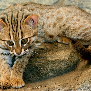 Rusty-spotted cat; RSCC; 31st July 2015