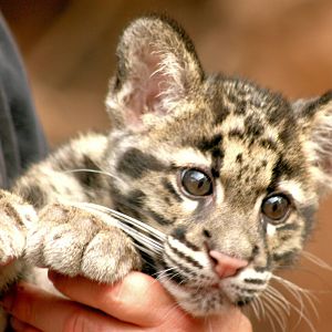 Clouded leopard cub; RSCC; 31st July 2015