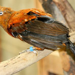 Cock-of-the-rock; RSCC; 31st July 2015