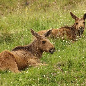 European Elk Calf Twins