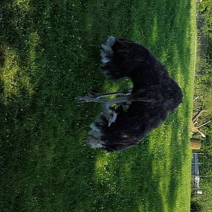 Female Southern Ostrich