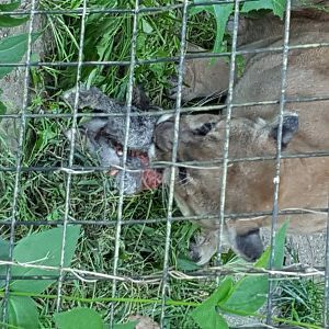 Cougar eating a rabbit