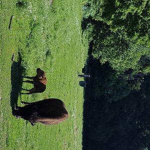 Female Wood Bison with calf