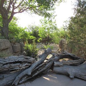 Javelina Exhibit - Visitor Overlook