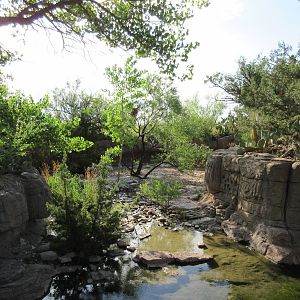 Javelina Exhibit - excellent!