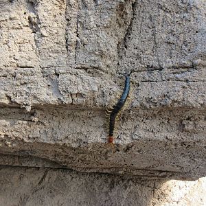 Wild Centipede - 8 inches long and aggressive