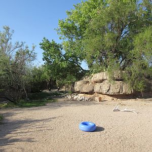 Javelina Exhibit (gorgeous except for the blue ring)