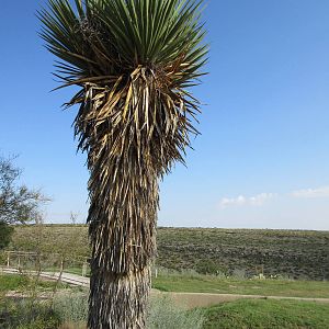 Faxon Yucca (at least 20 feet high)